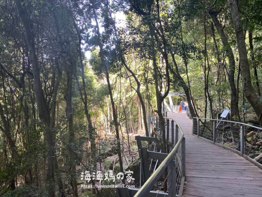 雪梨藍山景觀世界綠色雨林步行步道「Walkway」