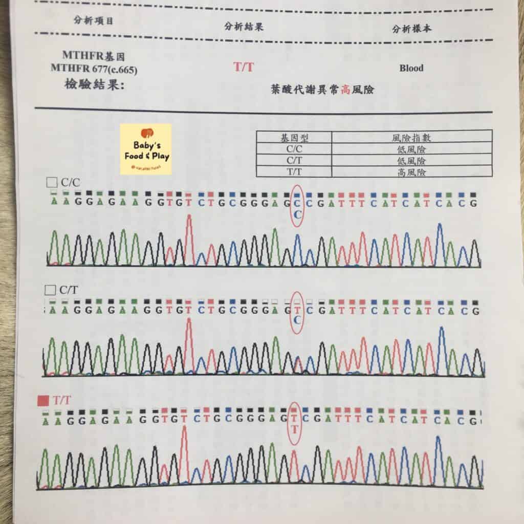 什麼是葉酸代謝基因異常 (MTHFR T/T 型)