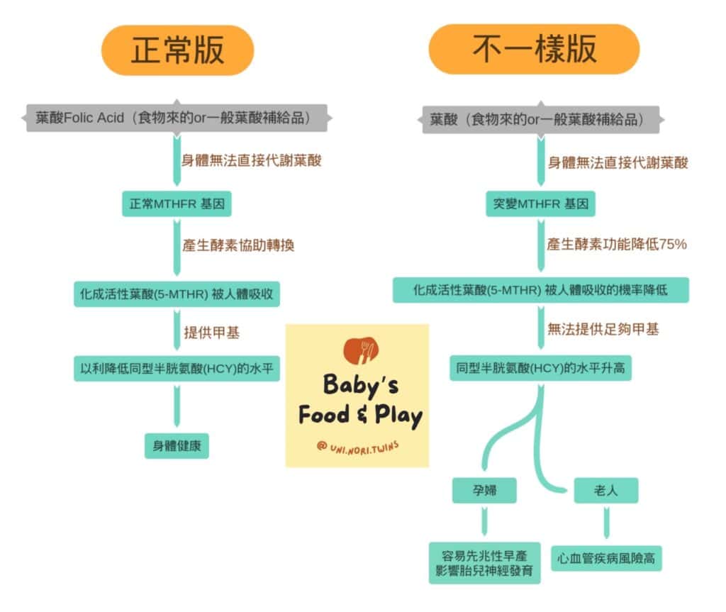 什麼是葉酸代謝基因異常 (MTHFR T/T 型)